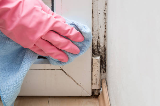 Best Attic Mold Removal  in USA